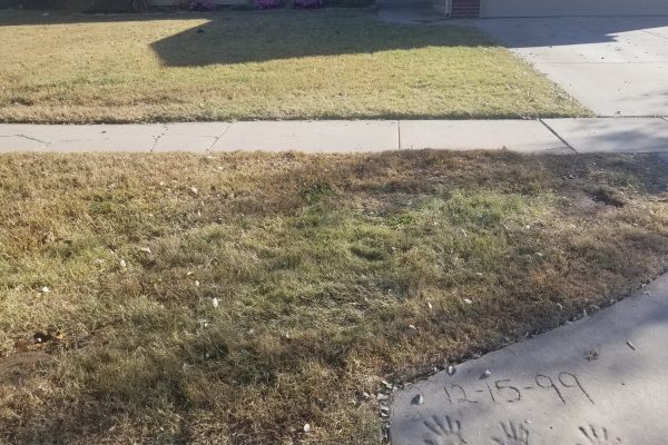 Grass Image
